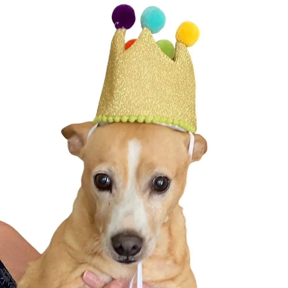 Sparkly Gold Doggy Birthday Crown